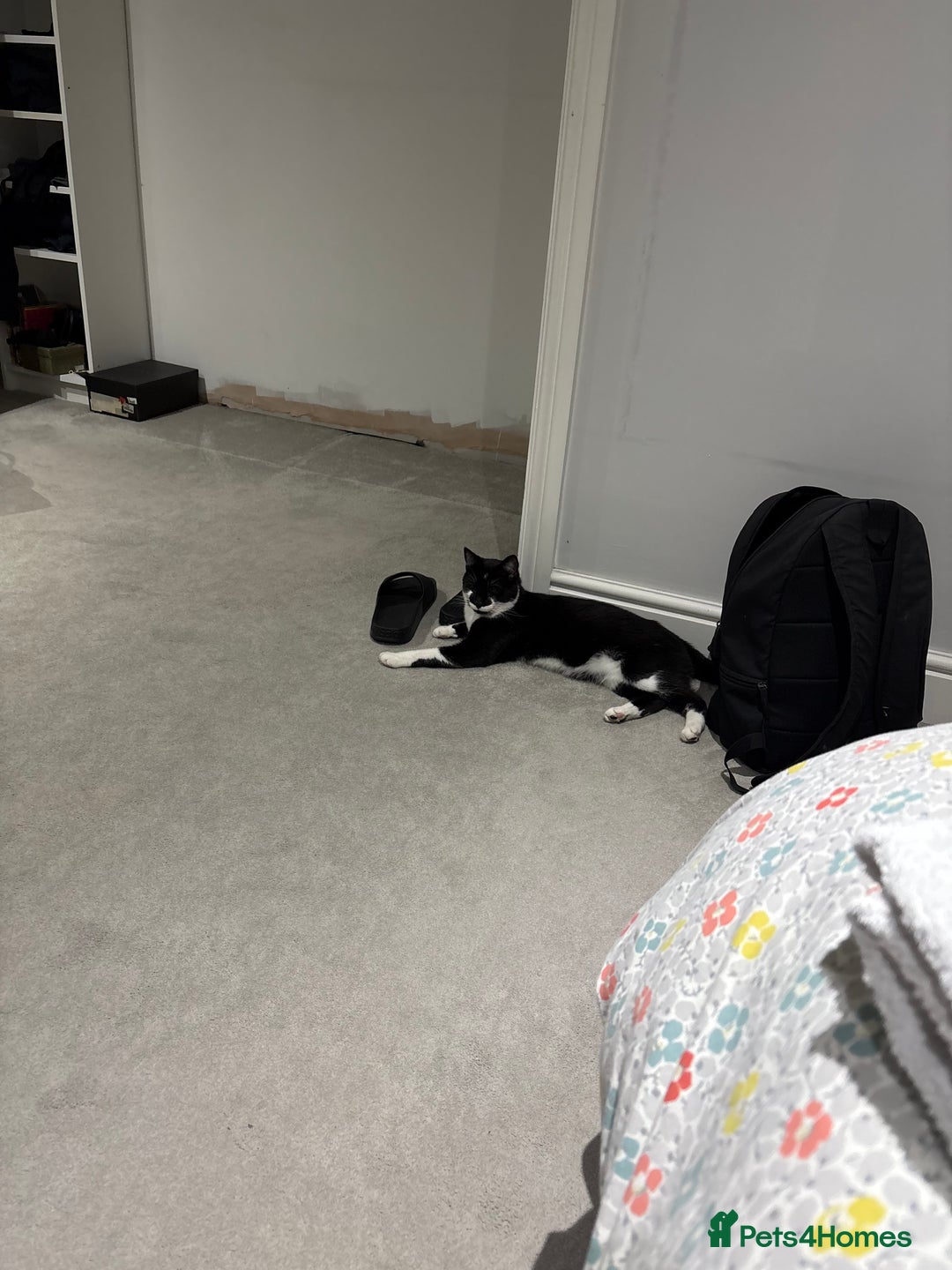 Domestic Shorthair cats for sale: Brother and sister tuxedo cats - Image 1