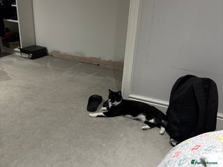 Domestic Shorthair cats for sale - Advert 1