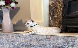 Bengal cats for sale: Tica Registered Pedigree Snow Bengal kittens  - Image 13