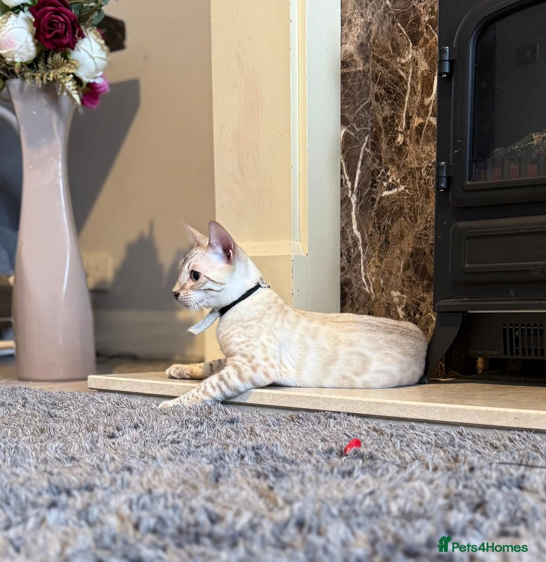 Bengal cats for sale: Tica Registered Pedigree Snow Bengal kittens  - Image 13