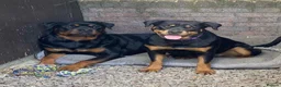 Rottweiler dogs for sale: Rottweiler Puppies For Sale - Advert 10