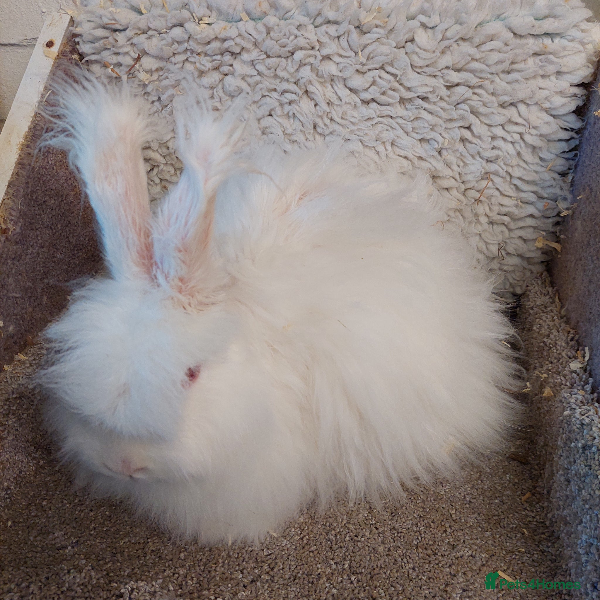 Mini Lop rabbits  BEAUTIFULL freindly ANGORA  DOE  - Advert 15