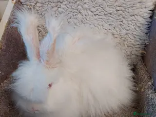 Mini Lop rabbits BEAUTIFULL freindly ANGORA DOE - Advert 15