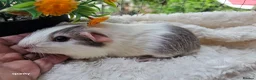 Guinea Pig rodents for sale: Baby boy guineapigs.  - Advert 5