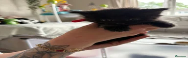 Black Female Kitten