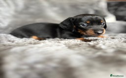 Miniature Dachshund dogs for sale: Stunning mini smooth dachshund pups  - Image 5