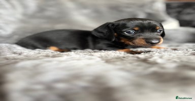 Miniature Dachshund dogs - Advert 14