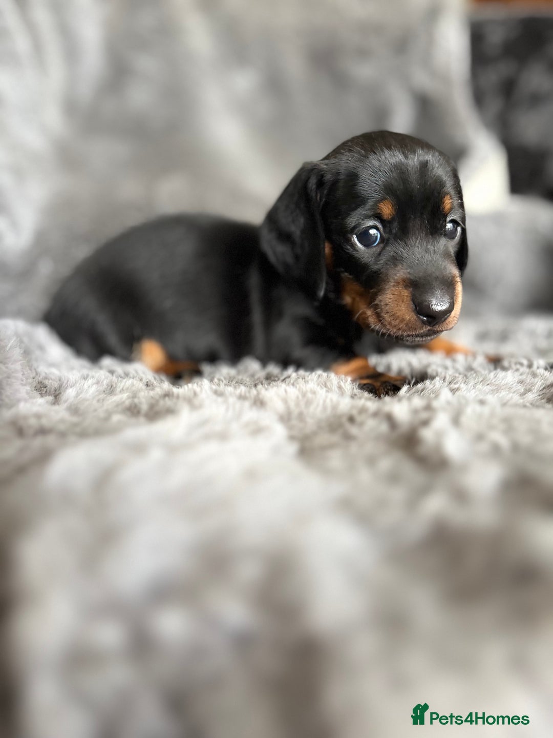 Miniature Dachshund dogs for sale: Stunning mini smooth dachshund pups  - Image 5