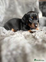 Miniature Dachshund dogs - Advert 14