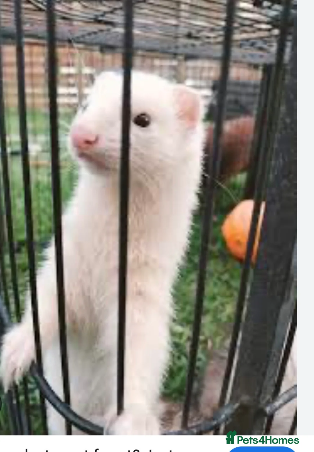 Ferret rodents for sale: Selling 2x girls ferrets in Basingstoke  in Basingstoke - Advert 2