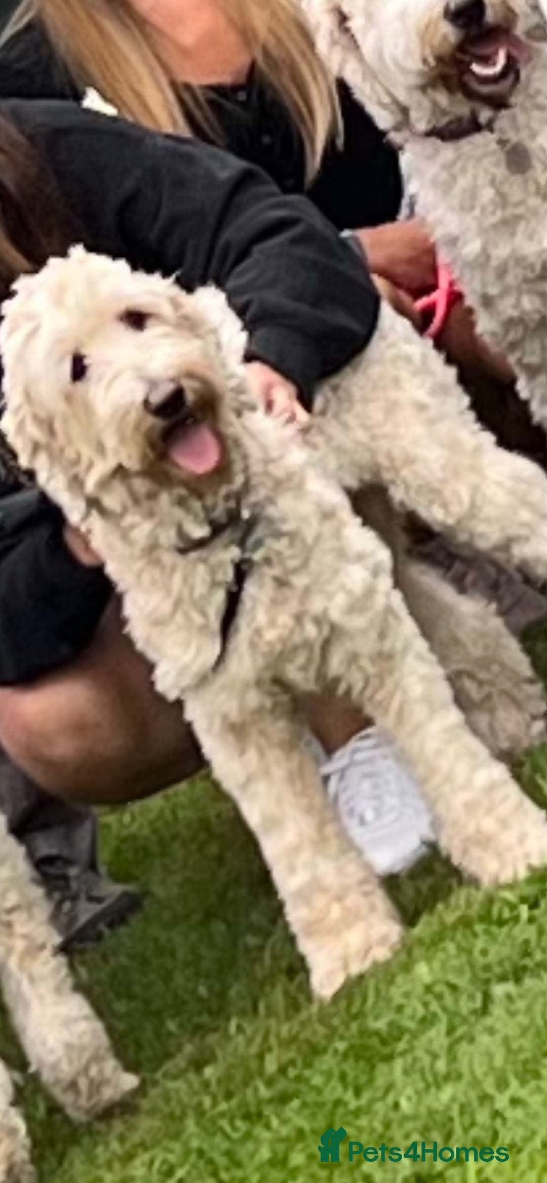 Goldendoodle dogs for sale: Multigenerational Medium Girls Available  - Advert 11