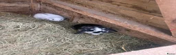 French Lop rabbits for sale: Gorgeous French lop babies ready to leave  - Advert 7