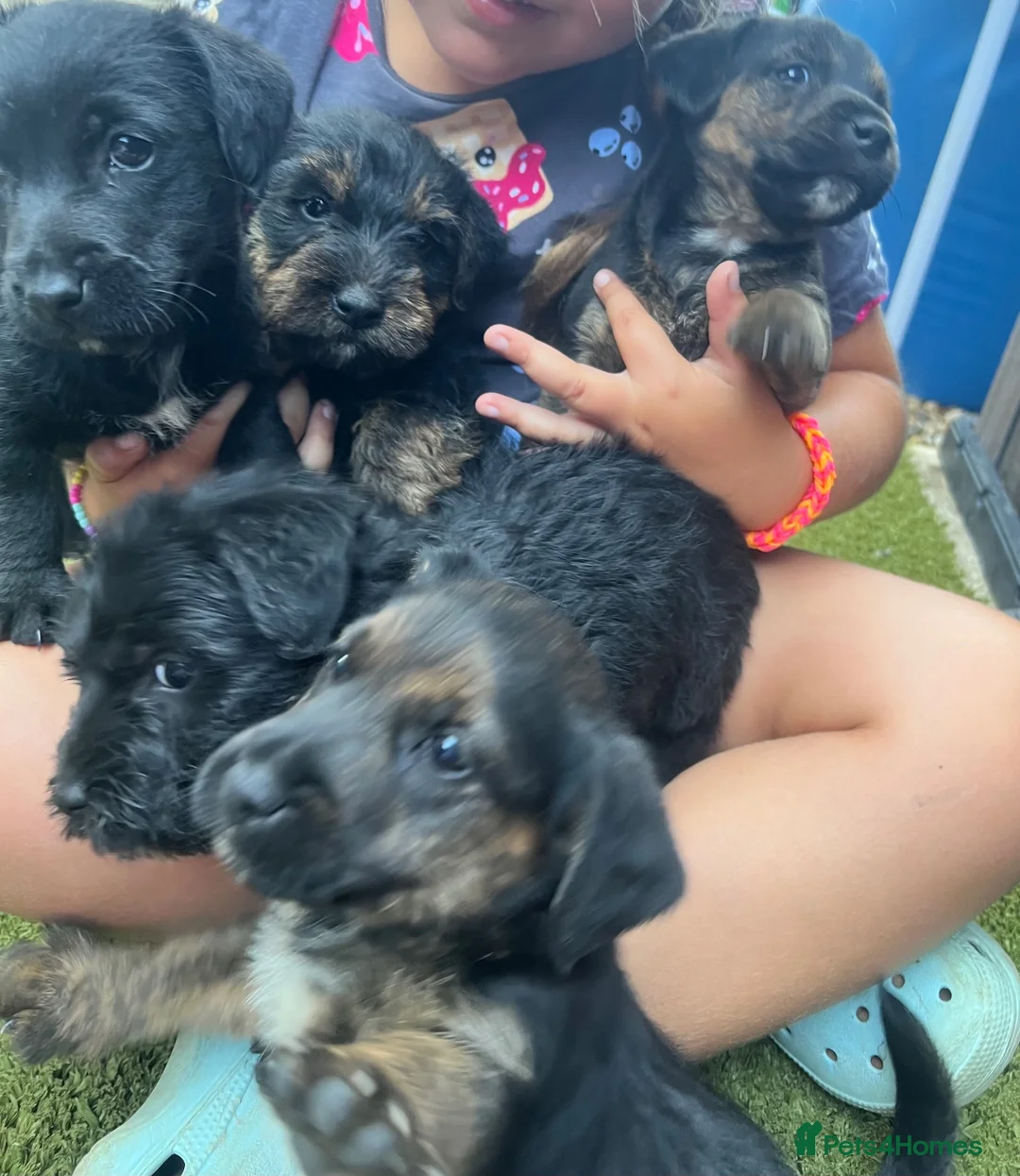 Jack Russell dogs for sale: JackRussel  - Advert 7