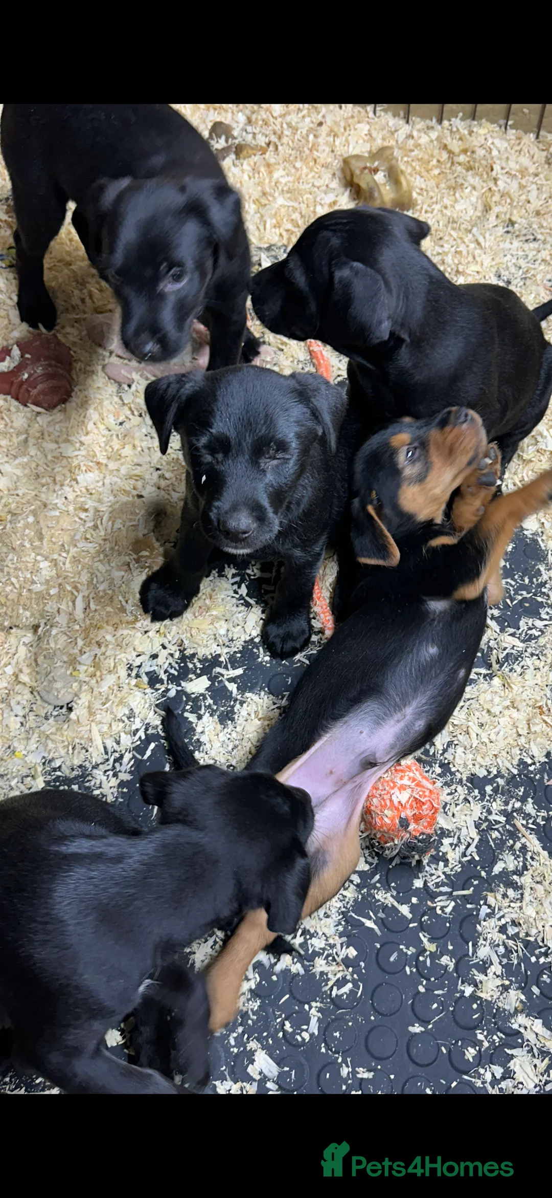 Patterjack dogs for sale: Gorgeous Patterjack Puppies for sale - Advert 6