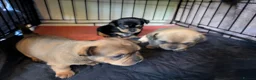Mixed Breed dogs for sale: Shih Chi X chihuahua Frenchie - Advert 17