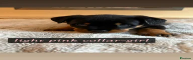 Rottweiler Puppy 12