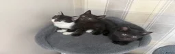 Mixed Breed cats for sale: 3 lovely little female kittens for sale 🐈‍⬛ - Advert 9