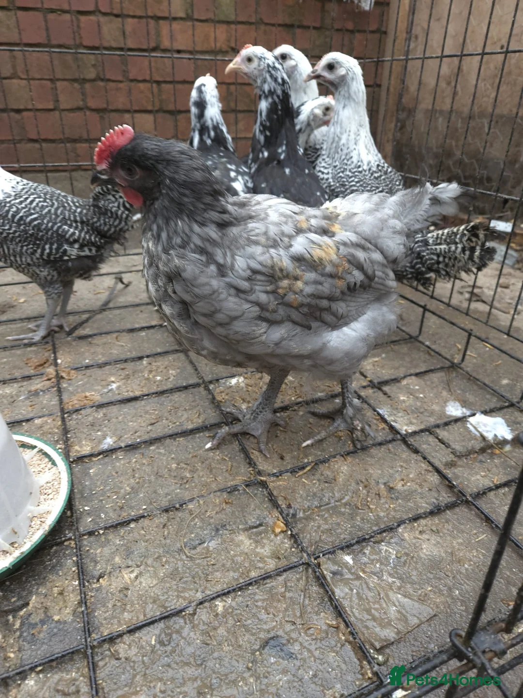 Chickens poultry for sale: 6 pullets 1 roo - Advert 2