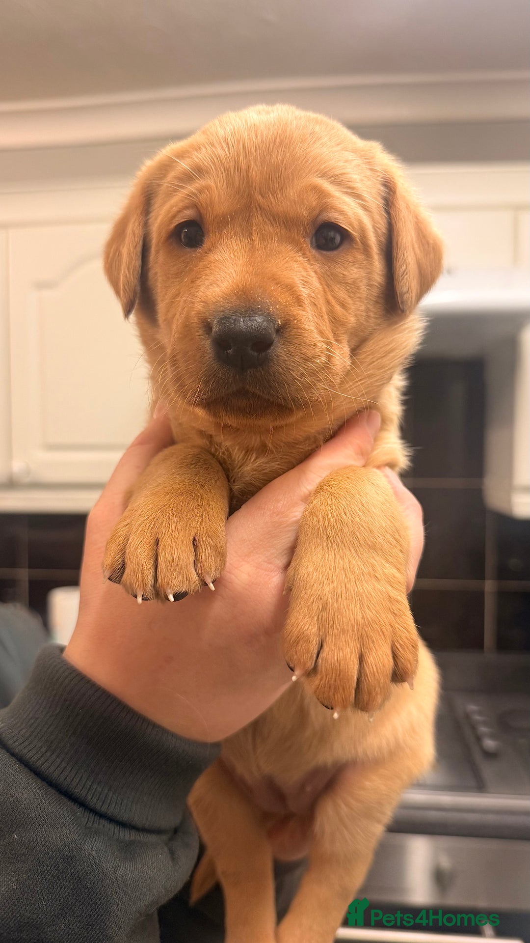 Labrador Retriever dogs for sale: KC Registered Labrador Retriever Bitch Puppy✨ - Advert 1