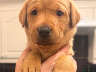 Labrador Retriever dogs KC Registered Labrador Retriever Bitch Puppy✨ - Advert 17