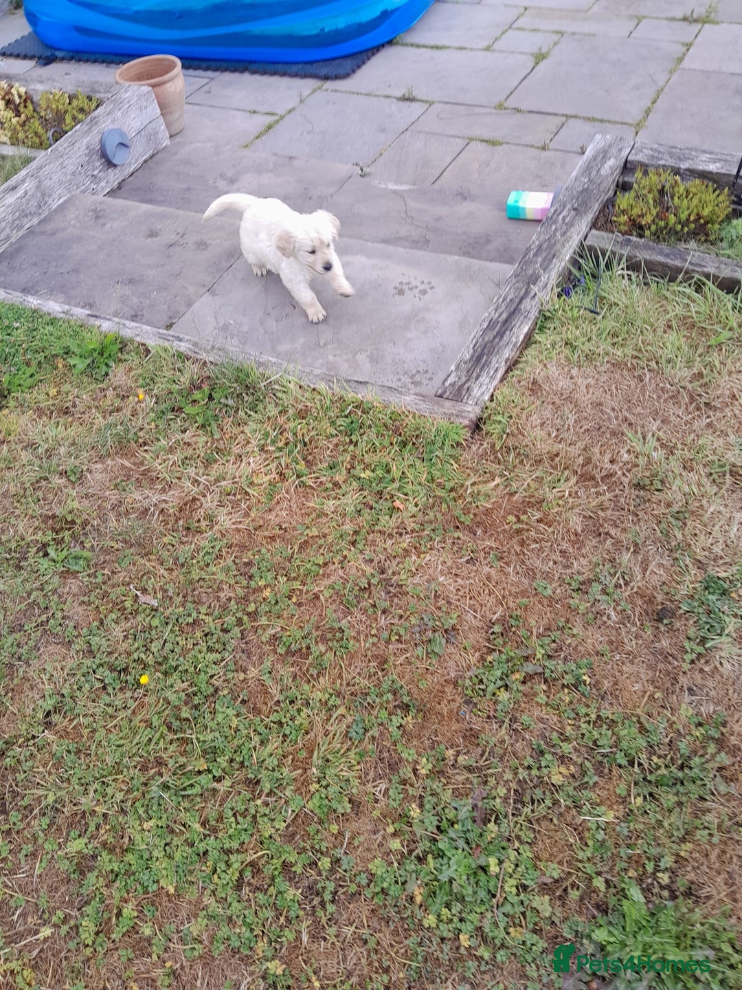Golden Retriever dogs for sale: Gorgeous Golden Retrievers 8 weeks old H/Tested  - Image 9