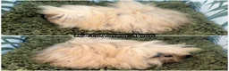 Guinea Pig rodents for sale: Long Haired Baby Guinea Pigs in Roche Cornwall - Advert 4