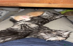 Scottish Fold cats for sale: Gorgeous fluffy Scottish Fold x DSH kittens - Image 10