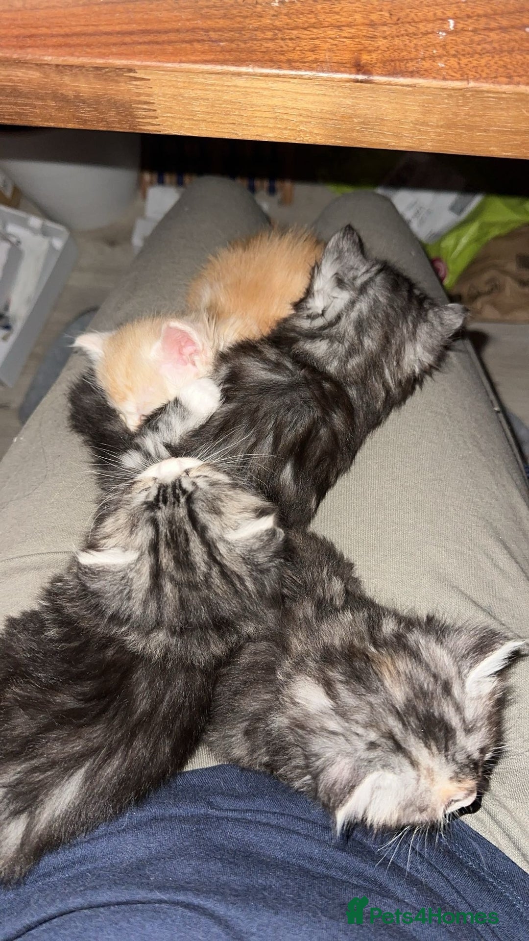 Scottish Fold cats for sale: Gorgeous fluffy Scottish Fold x DSH kittens - Image 10