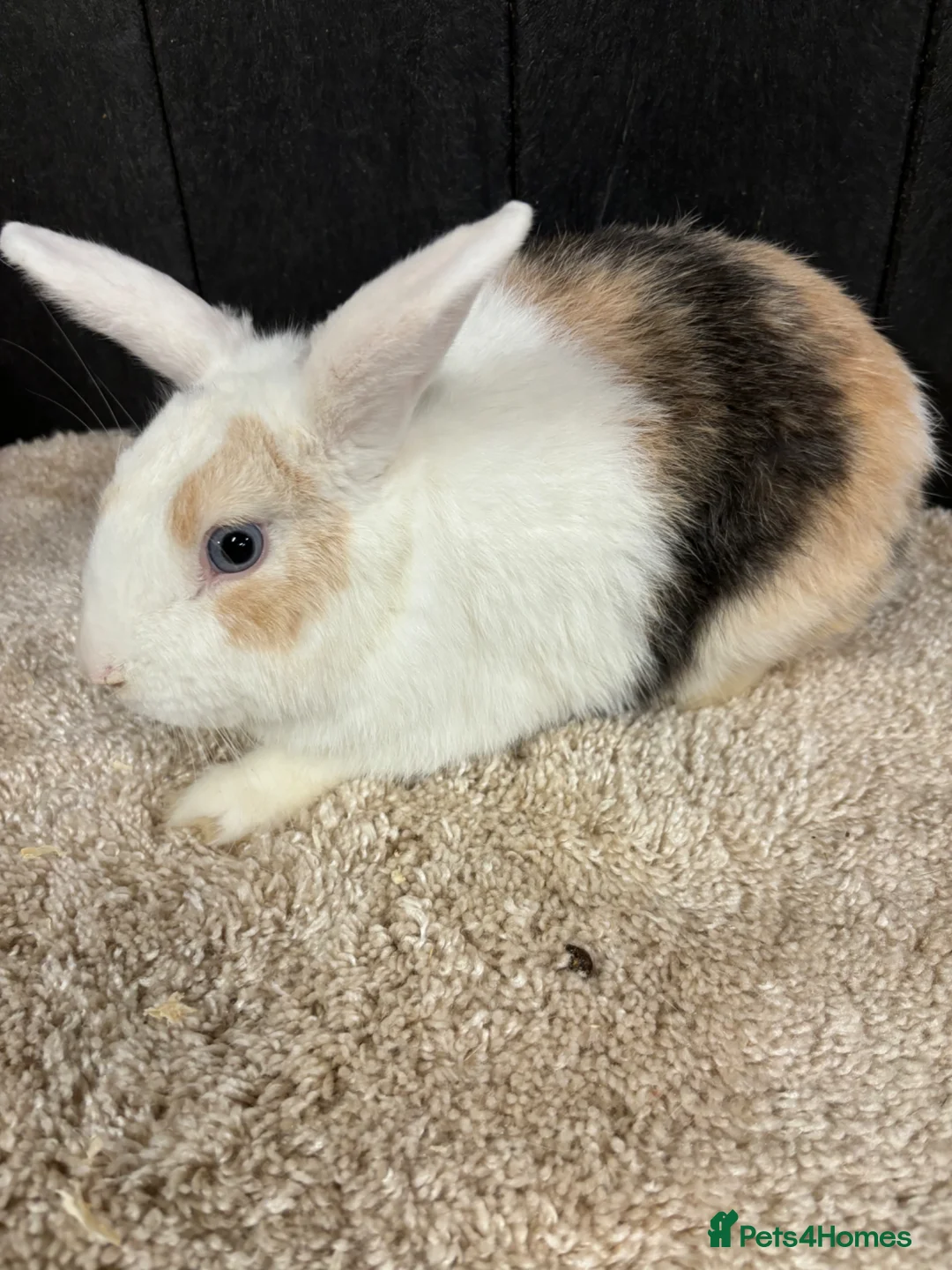 Rex rabbits for sale: Stunning house bunny - Advert 2