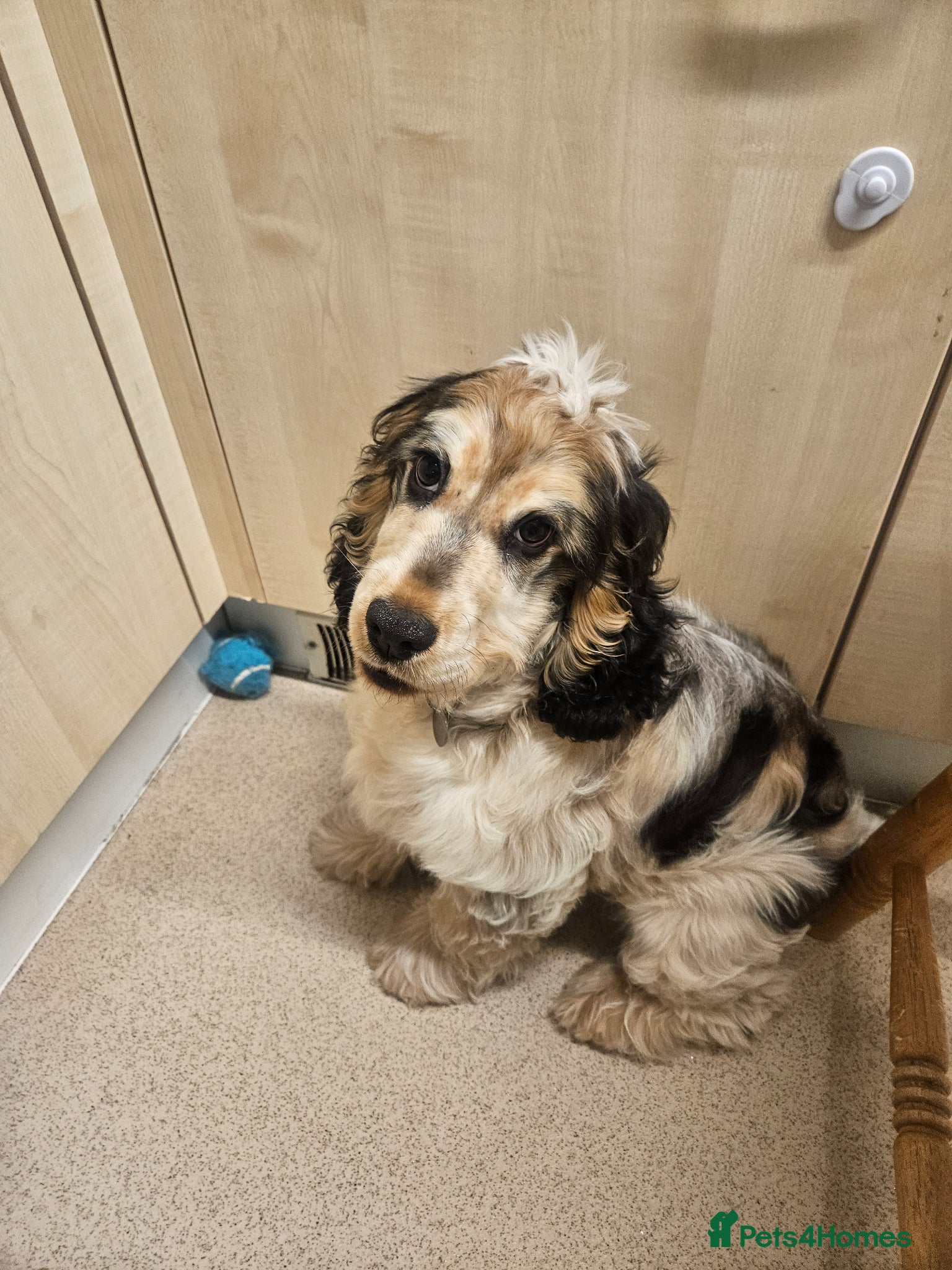 Cocker Spaniel dogs Beautiful puppy  - Advert 1