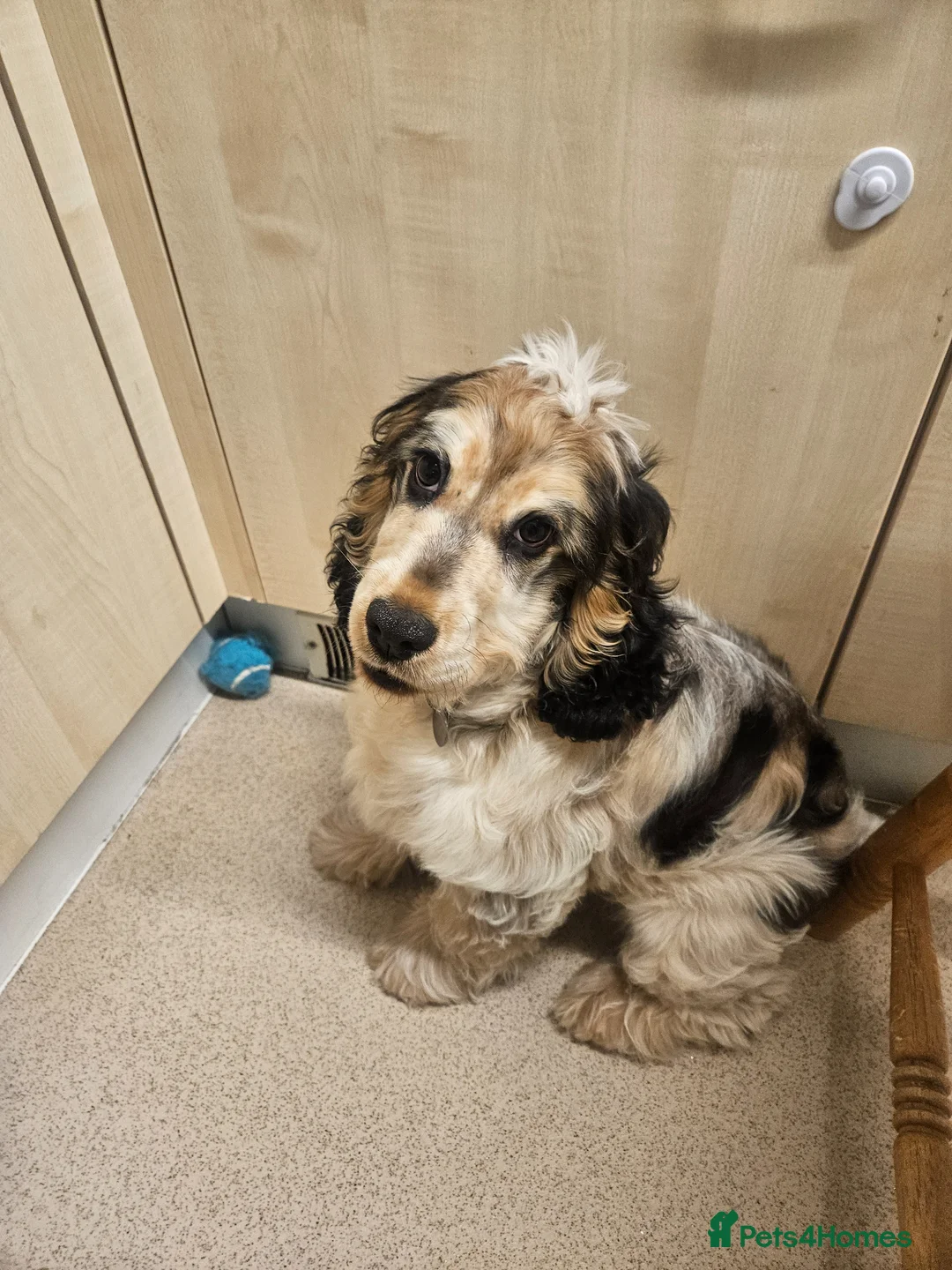 Cocker Spaniel dogs for sale: Beautiful puppy  - Advert 1