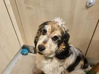 Cocker Spaniel dogs Beautiful puppy - Advert 3