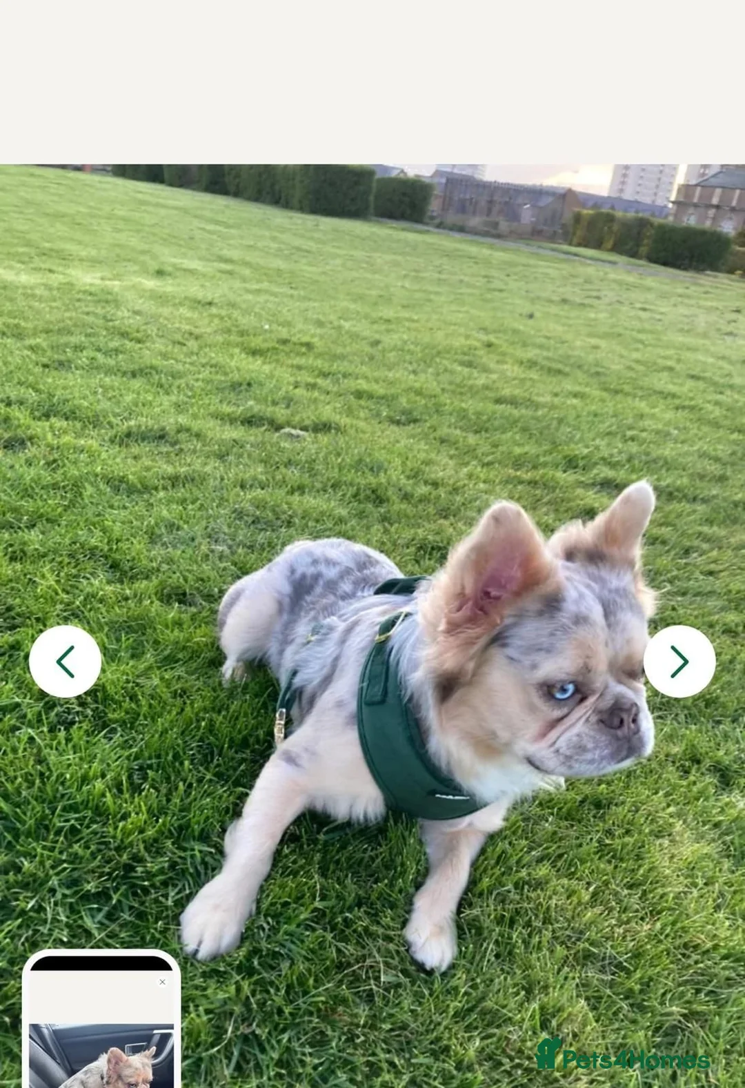 French Bulldog dogs for sale: French bulldog  - Advert 15