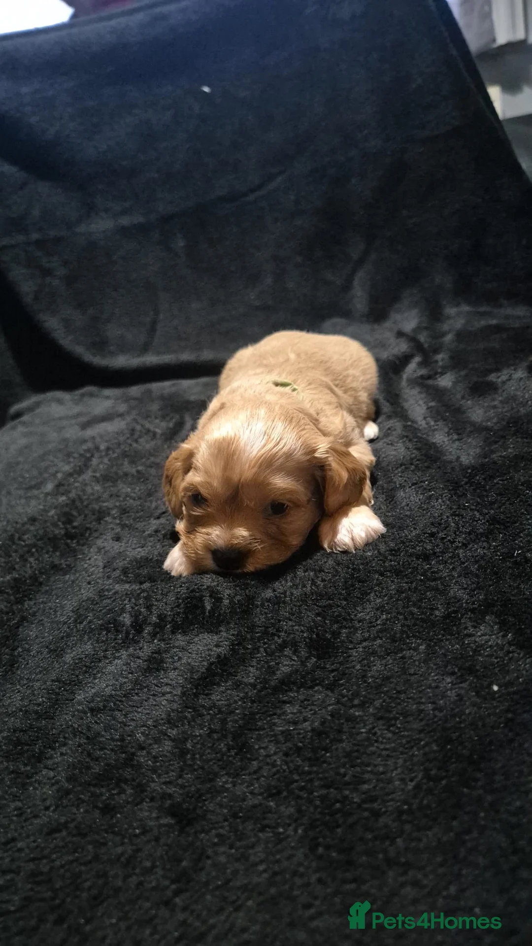 Mixed Breed dogs for sale: Cava tzu puppies - Advert 22