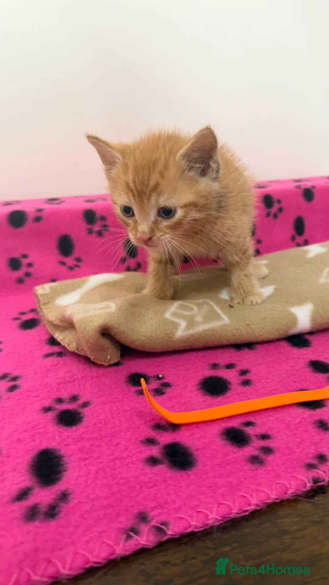 Domestic Shorthair cats for sale: Ginger Kitten for sale - Advert 2
