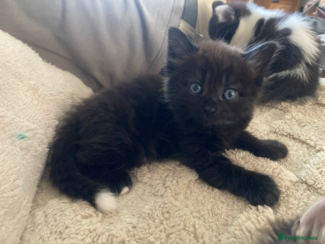 Mixed Breed cats for sale: Sweet Kittens  - Image 8