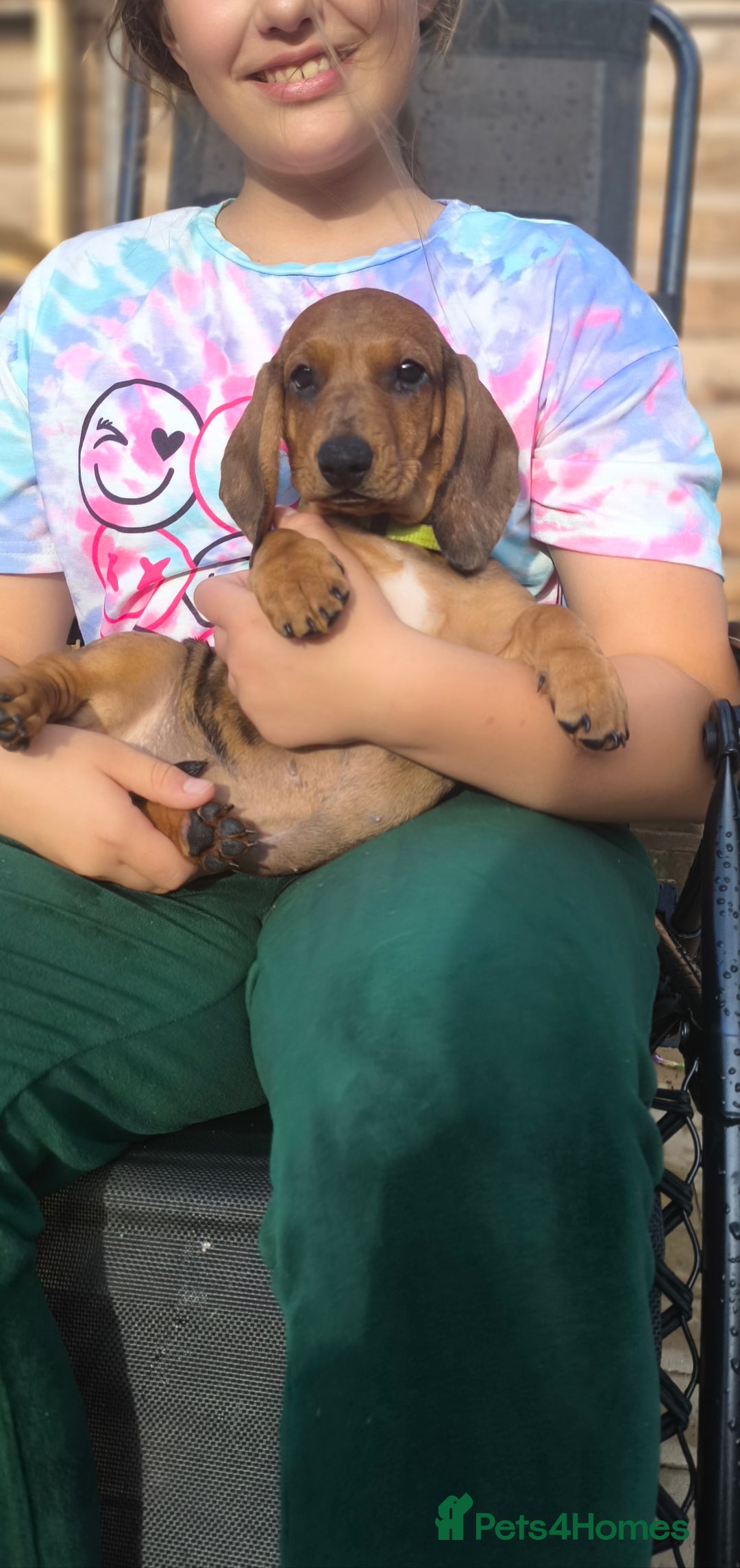 Dachshund dogs for sale: READY NOW-Champions Line Standard Dachshund KC REG in Coventry - Image 19