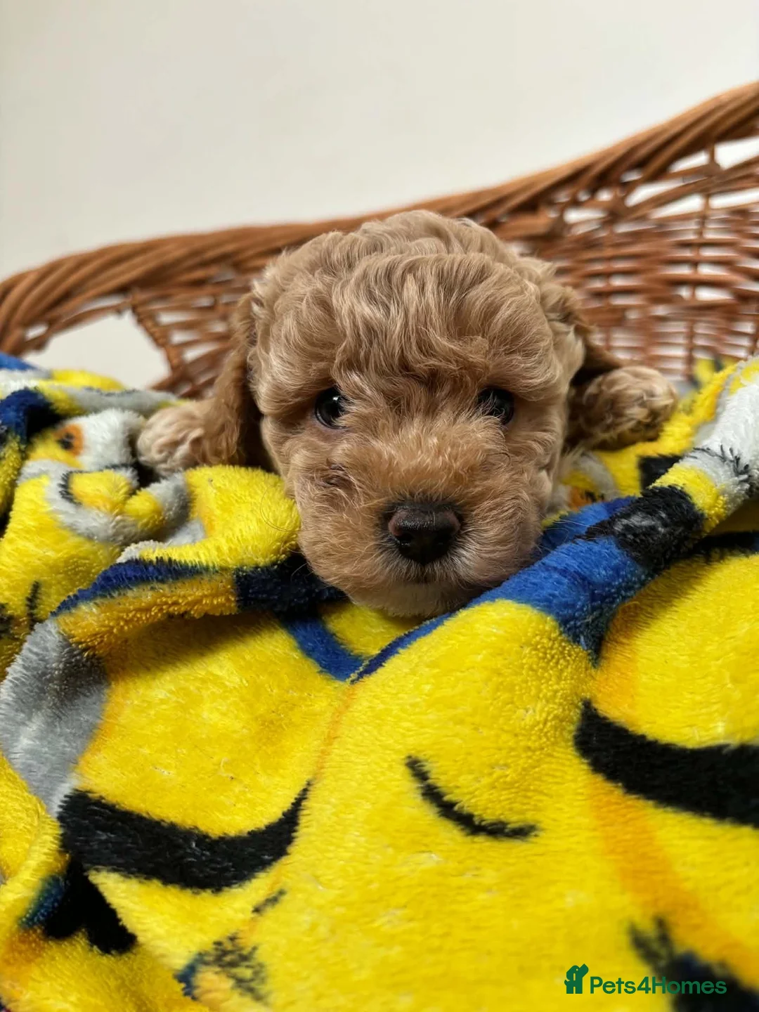Maltipoo dogs for sale: Beautiful asian maltipoo puppys - Advert 30
