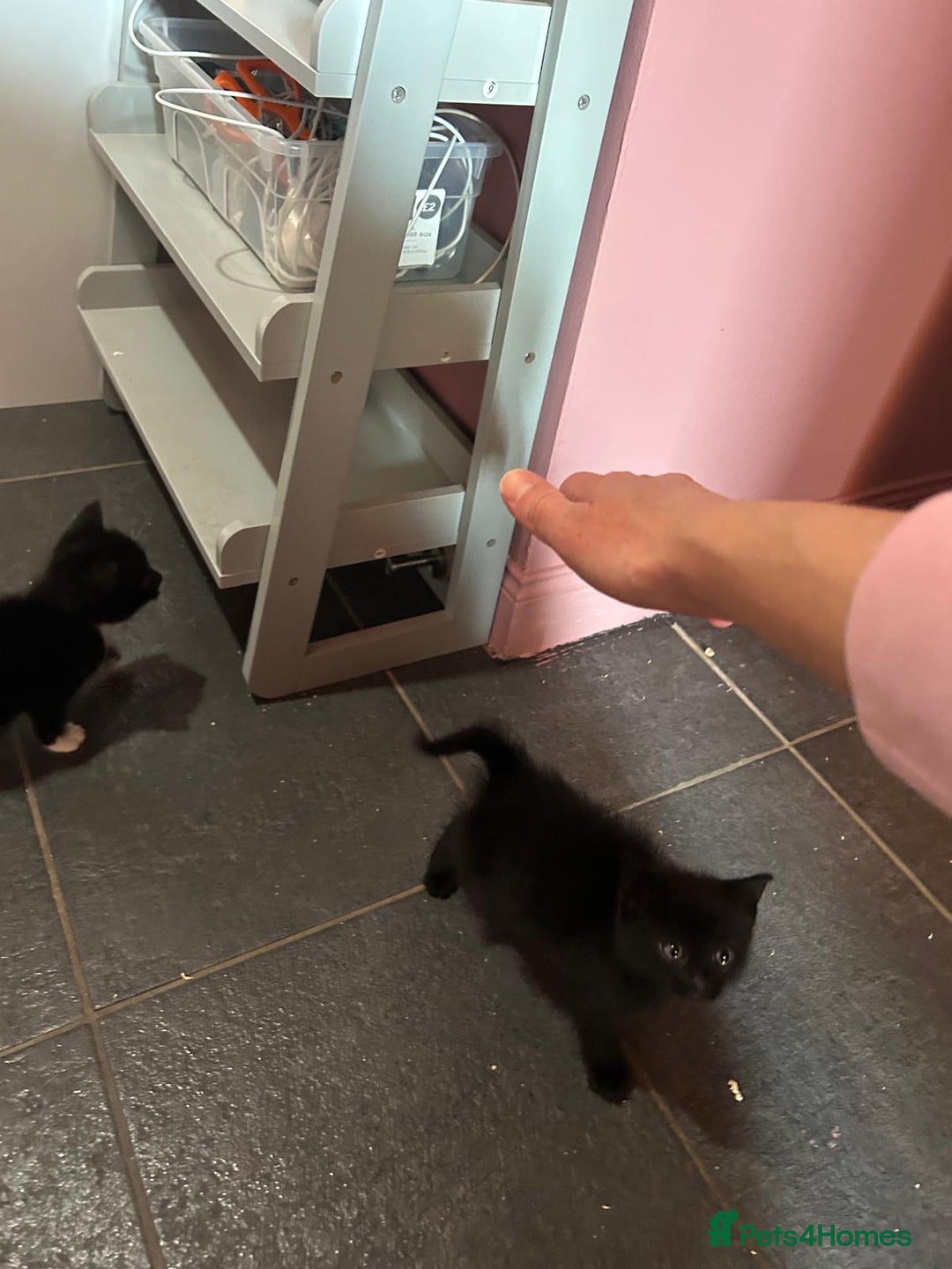 Mixed Breed cats for sale: Kittens for sale - Image 5