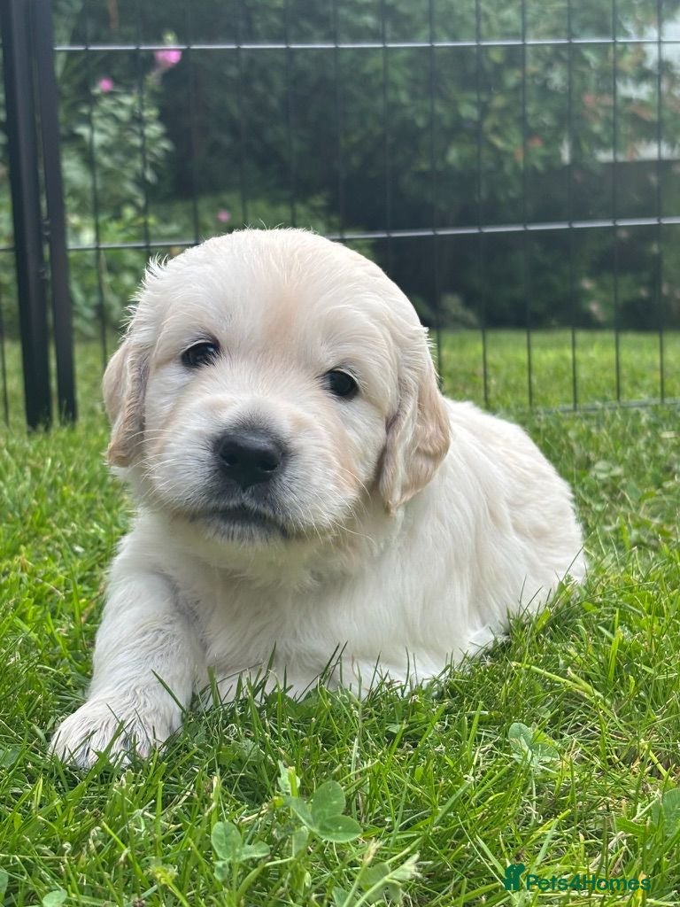 Golden Retriever dogs Beautiful pedigree Golden Retriever puppies - Advert 2