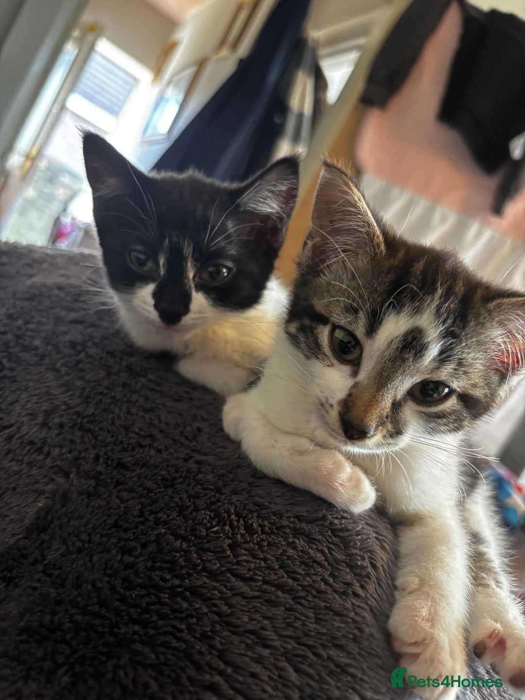 Domestic Shorthair cats for sale: 2 Female & 1 Male adorable baby kittens for SALE🐈 - Image 10
