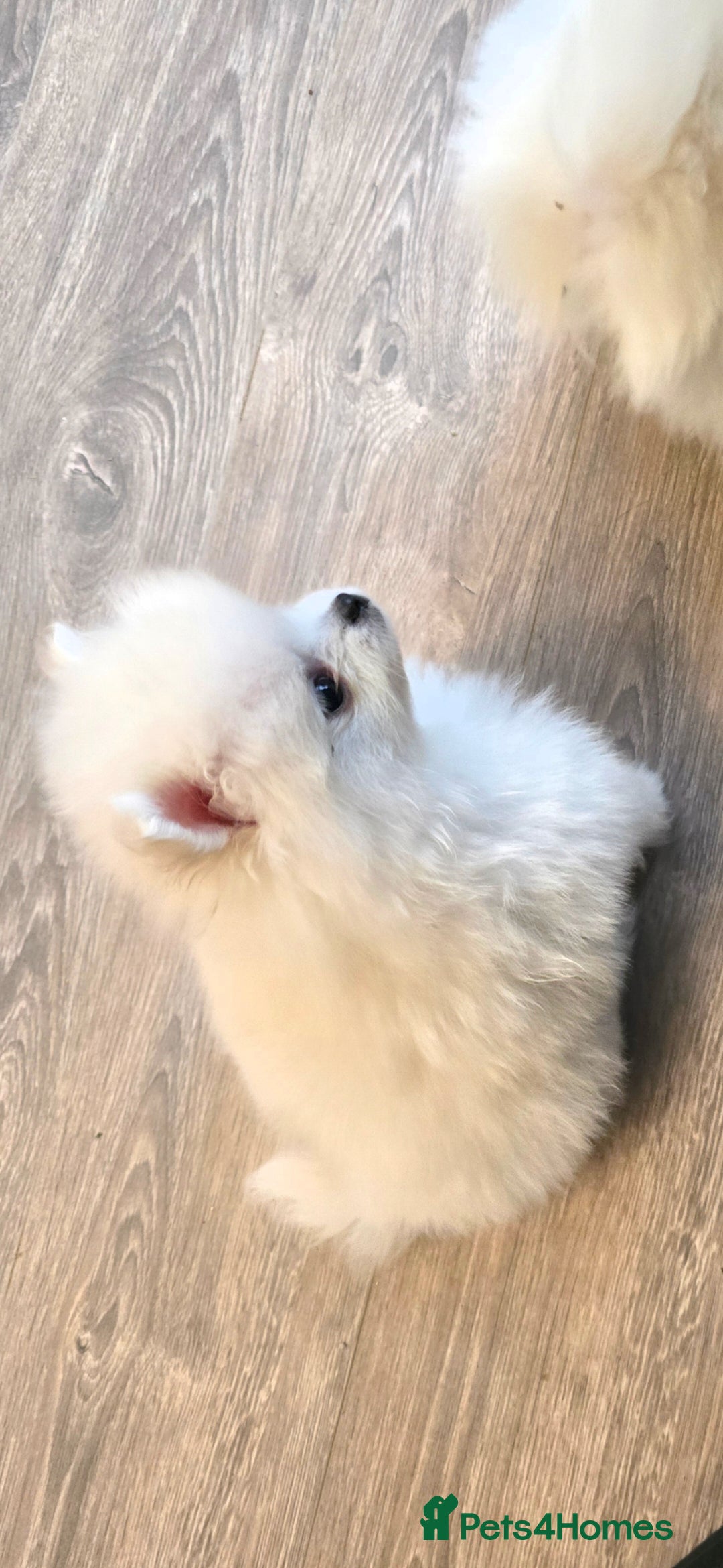 Pomeranian dogs Gorgeous KC White Pomeranians - Advert 2