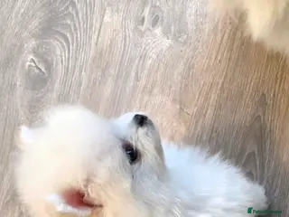 Pomeranian dogs Gorgeous KC White Pomeranians - Advert 2