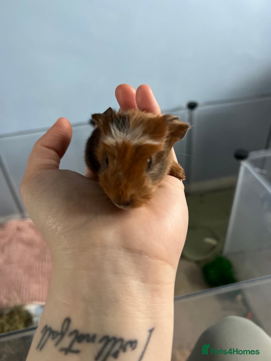 Guinea Pig rodents for sale: Female guinea pig - Advert 3