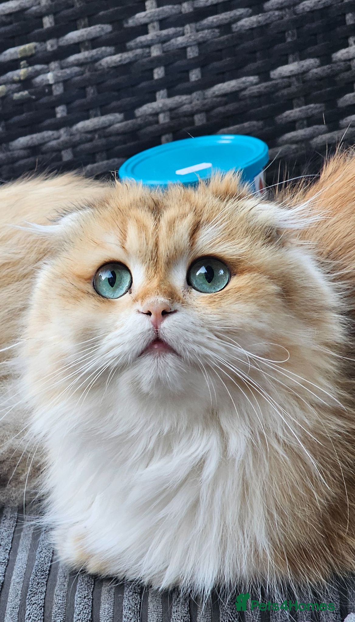 British Longhair cats British Longhaired Cats and Scottish Fold Cats - Advert 10