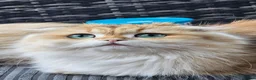 British Longhair cats for sale: British Longhaired Cats and Scottish Fold Cats - Advert 1
