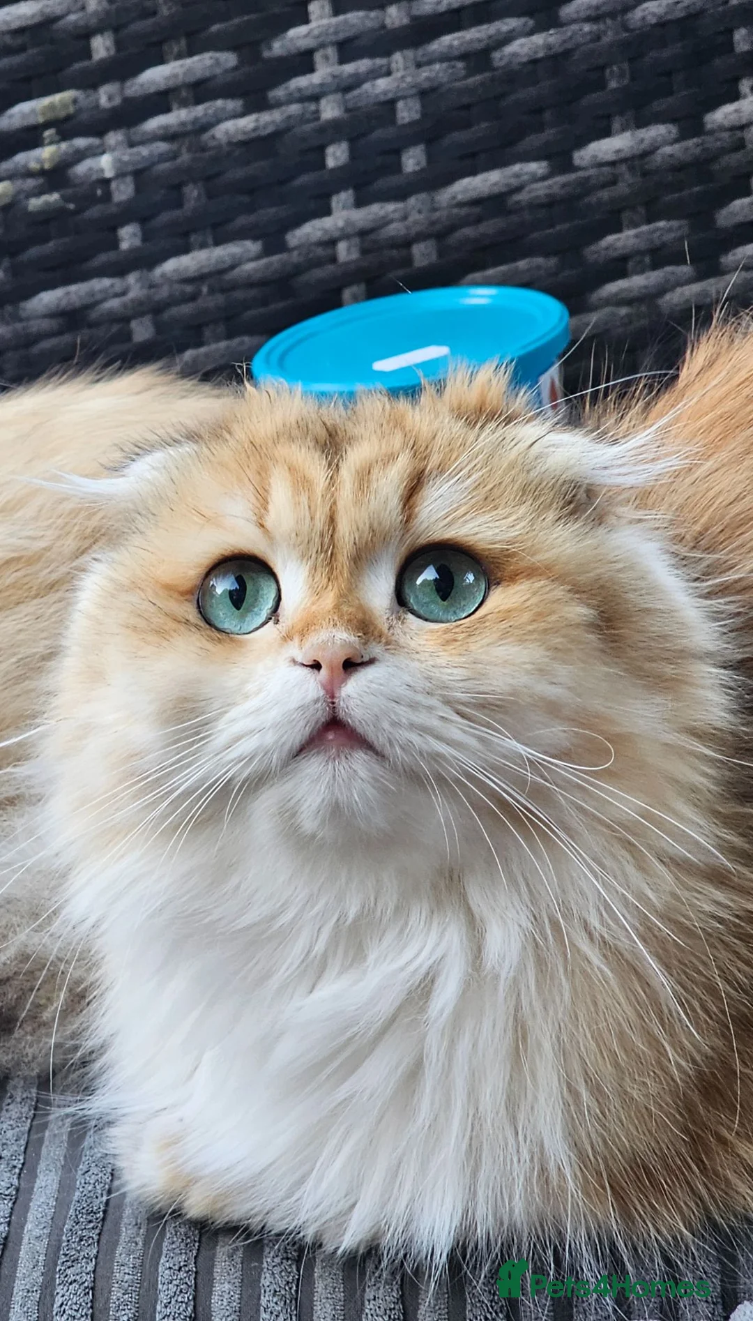 British Longhair cats for sale: British Longhaired Cats and Scottish Fold Cats - Advert 1