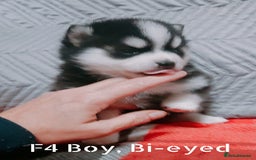 Pomsky dogs for sale: Micro F4 pomsky pups  - Image 8