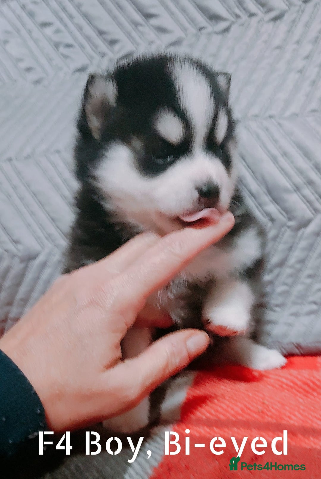 Pomsky dogs for sale: Micro F4 pomsky pups  - Image 8