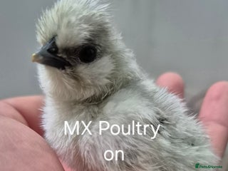 Quail poultry - Advert 32